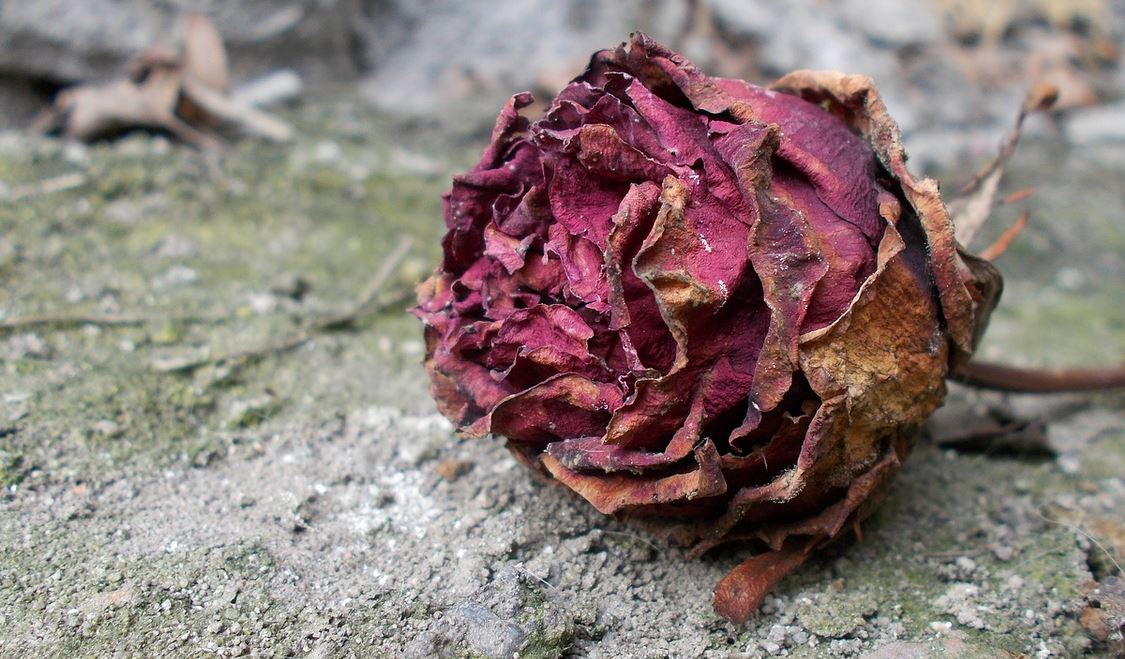 Rosa